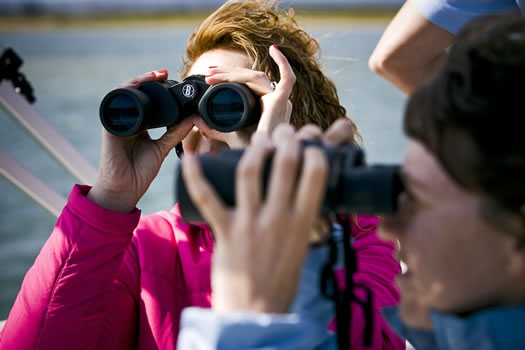 Bootstour: Vogelbeobachtung in der Ria Formosa (2,5Std.)