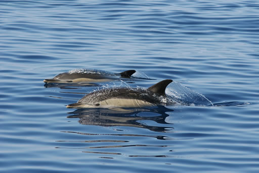 Observação de Golfinhos e Vida Marinha (2h)