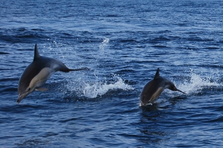 a dolphin jumping out of the water